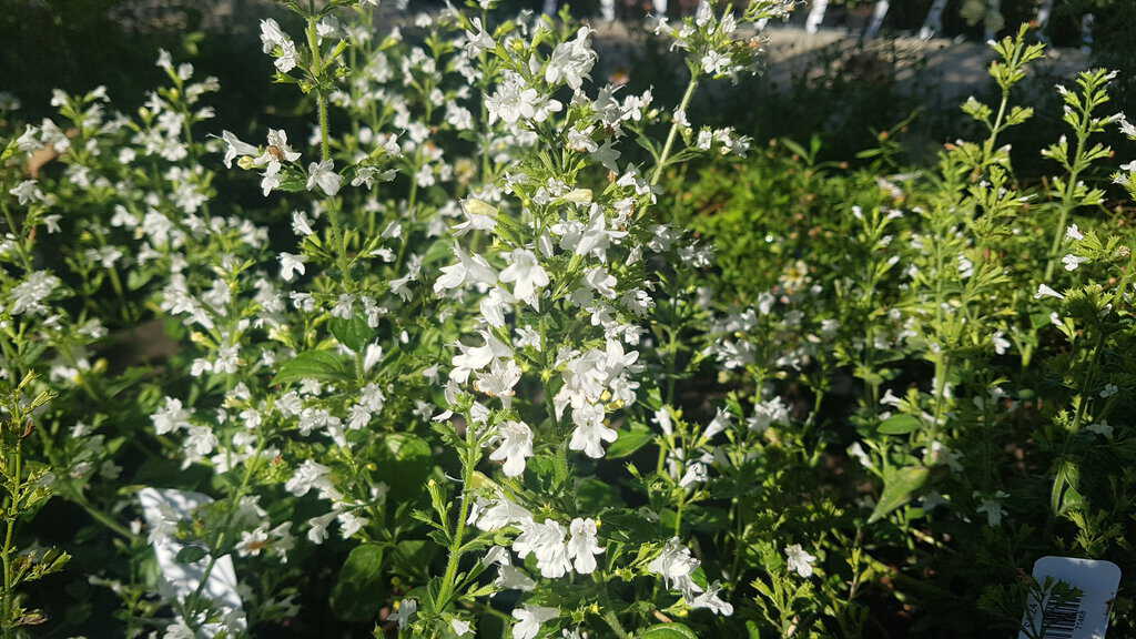Calamintha nepeta 'White Cloud' ---